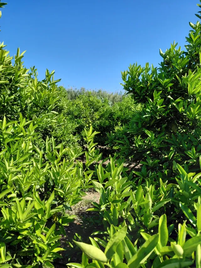 Huerto de clemenvillas en producción