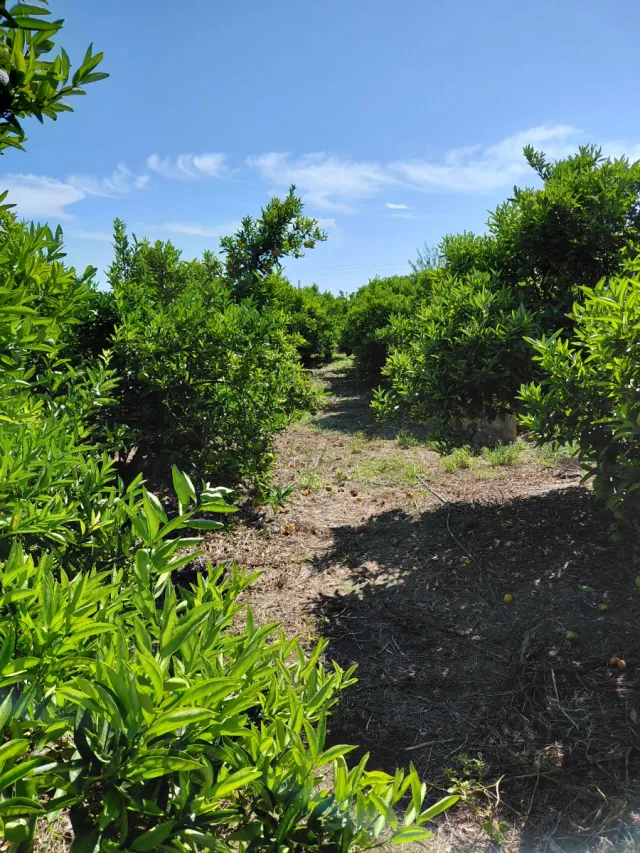 Huerto de clemenvillas en producción