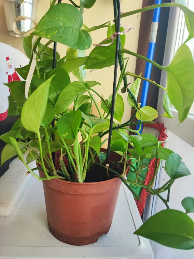 Planta de interior verde