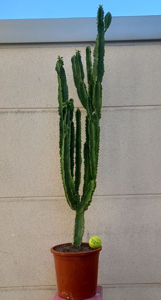 Cactus Euphorbia grande en maceta