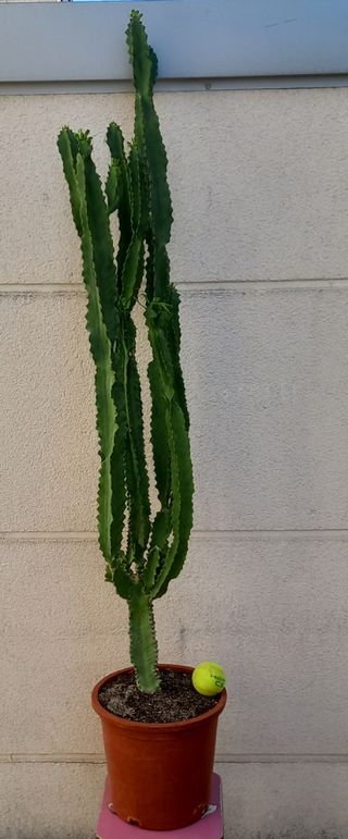 Cactus Euphorbia grande en maceta