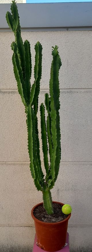 Cactus Euphorbia grande en maceta