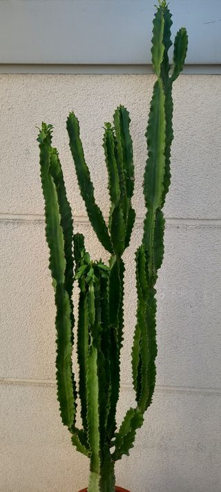Cactus Euphorbia grande en maceta