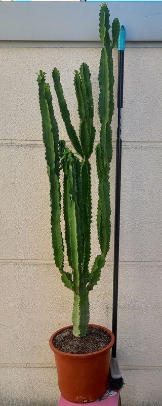 Cactus Euphorbia grande en maceta