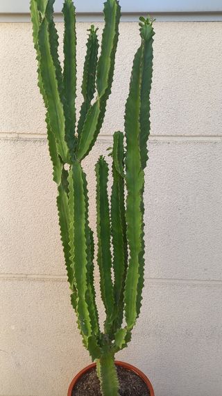Cactus Euphorbia grande en maceta
