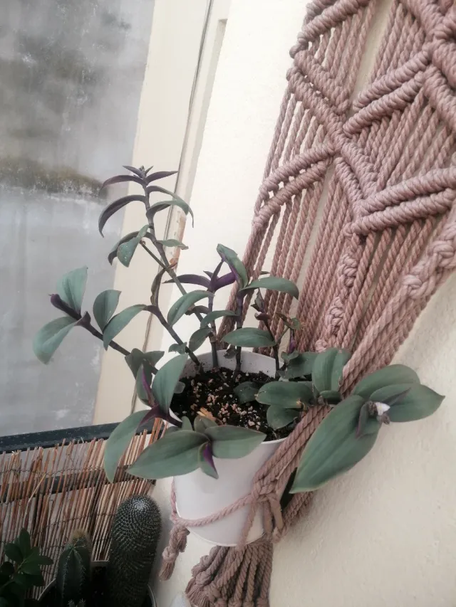 Planta natural Trandescantia