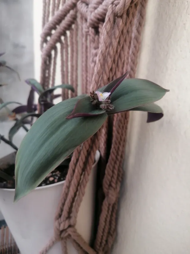 Planta natural Trandescantia