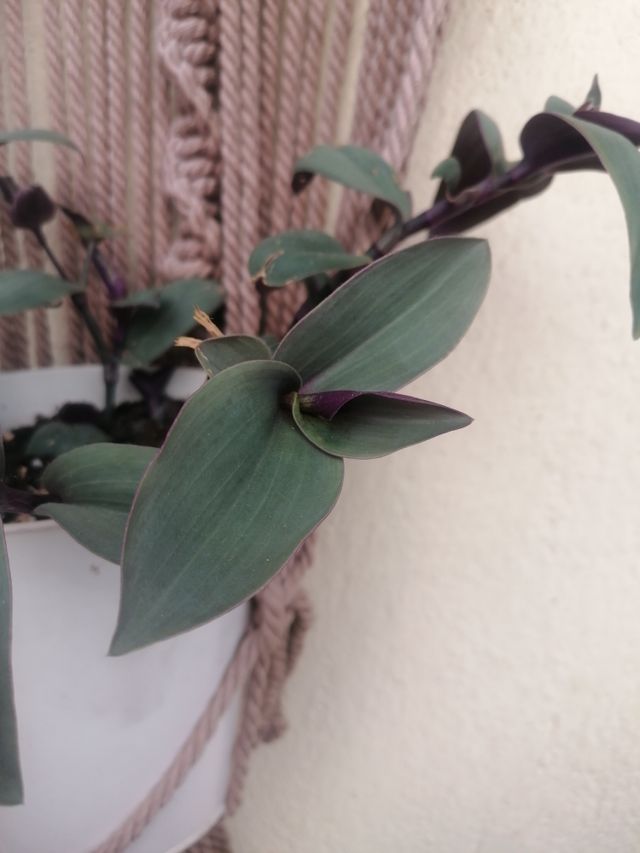 Planta natural Trandescantia