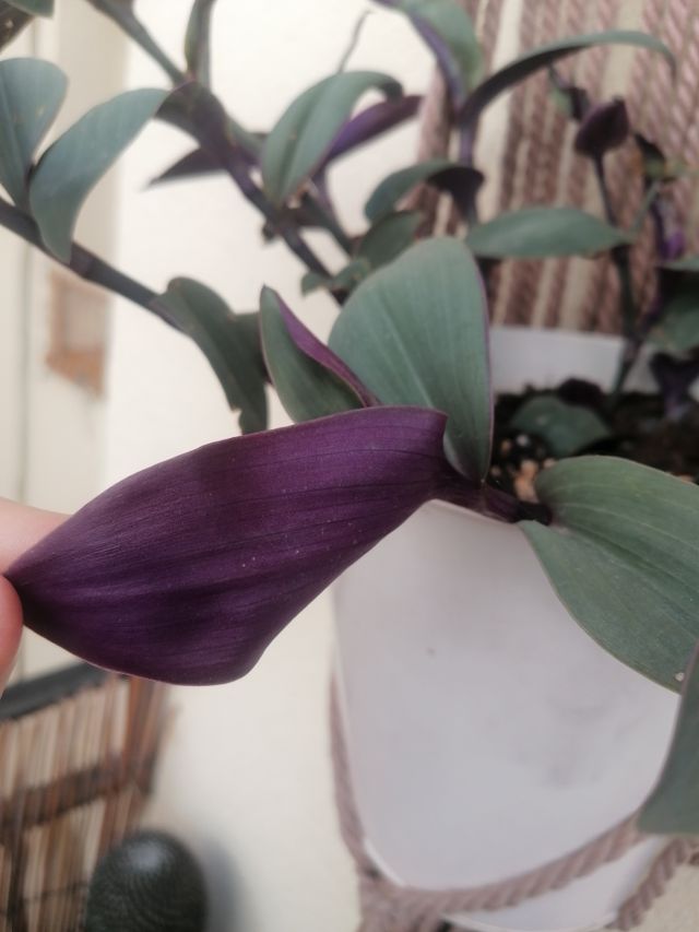 Planta natural Trandescantia