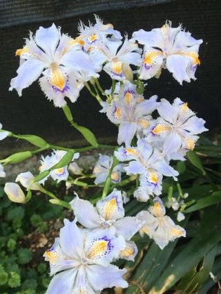 Iris Giapponesi - Fiori Bianchi e Viola