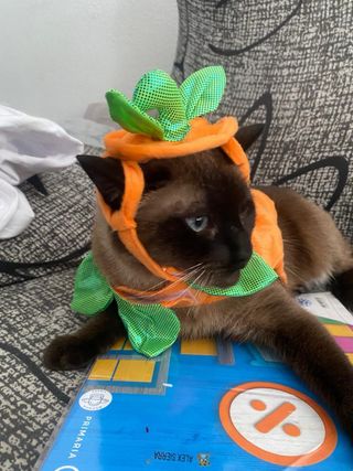 Disfraz Calabaza Halloween Gato