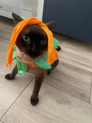 Disfraz Calabaza Halloween Gato