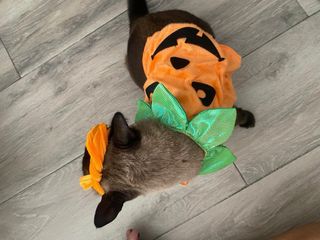Disfraz Calabaza Halloween Gato