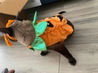Disfraz Calabaza Halloween Gato