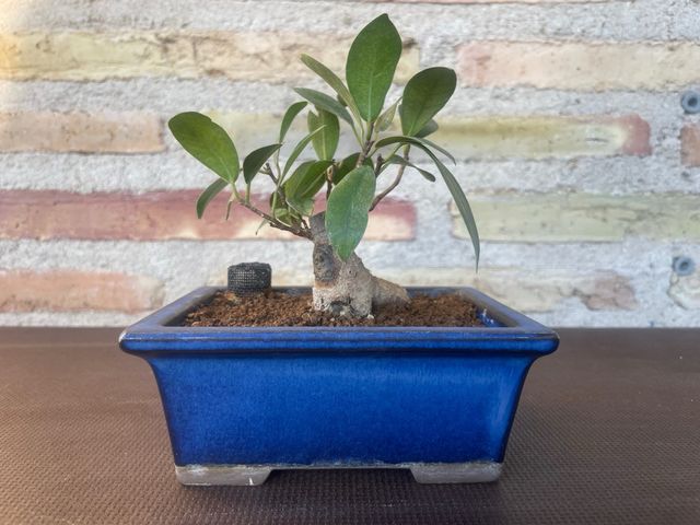 Bonsái Ficus Retusa