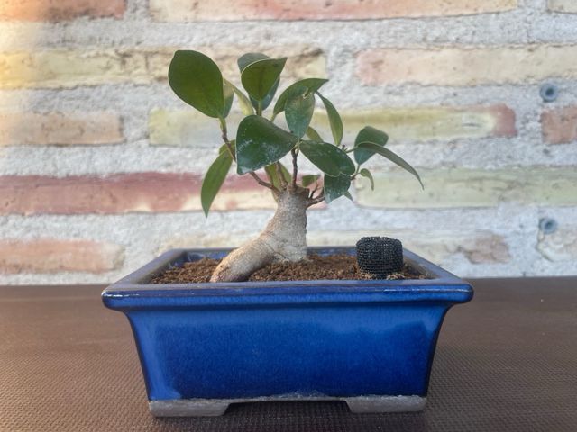 Bonsái Ficus Retusa