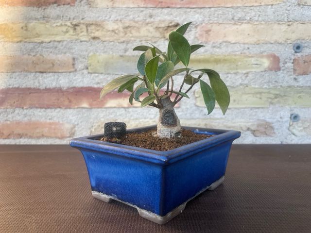 Bonsái Ficus Retusa