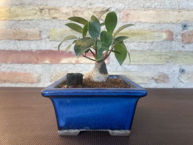 Bonsái Ficus Retusa