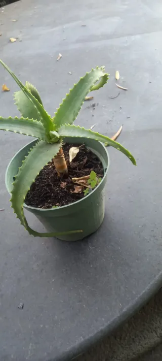 Aloe Arborescens 