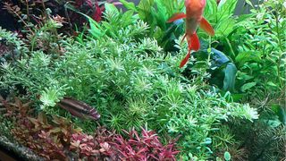 Lote de 18 plantas de acuario. VARIADAS INICIACION
