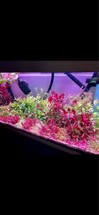 Lote de 18 plantas de acuario. VARIADAS INICIACION
