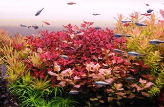 Lote de 18 plantas de acuario. VARIADAS INICIACION