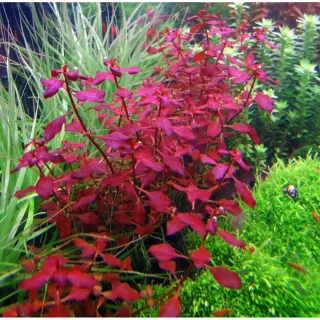 Ludwigia súper red  plantas de acuario 