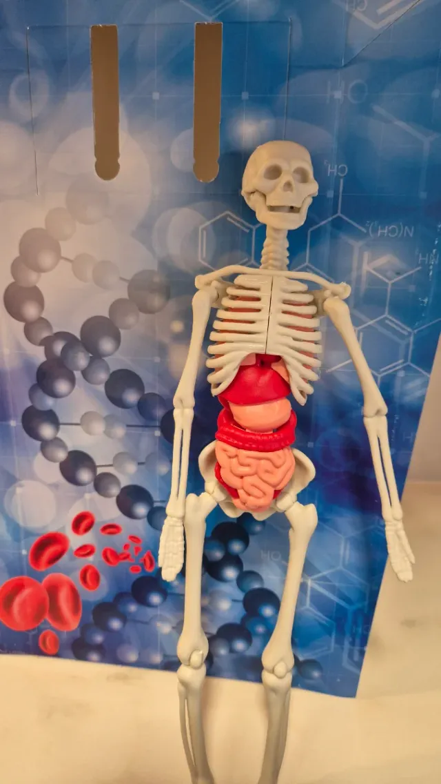 El Cuerpo Humano, esqueleto 3D, puzzle, APP