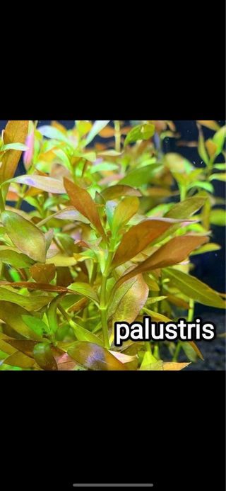 Lote de 20 plantas de acuario. INICIACION VARIADO