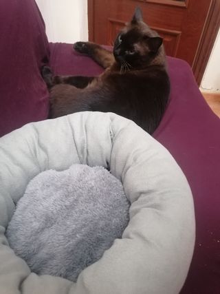 Camita para gatito marrón y gris. Sin gato.