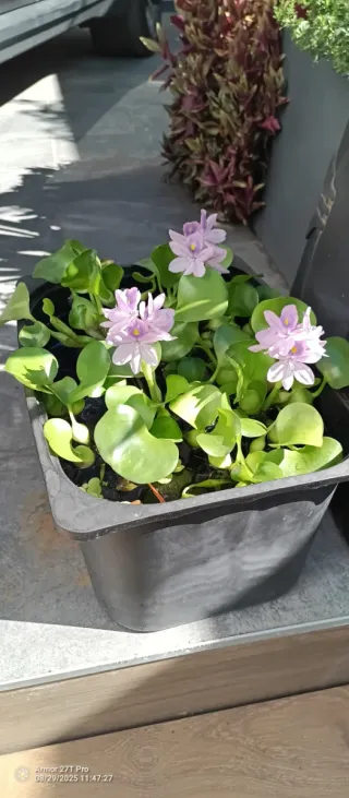 Jacintos de agua con flores lilas