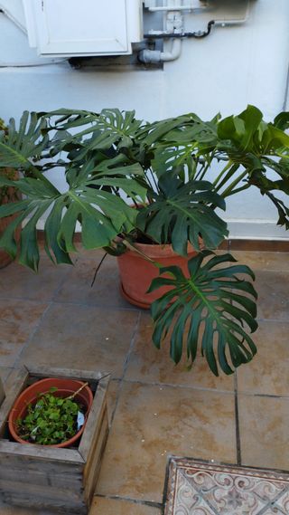 Monstera Deliciosa Grande