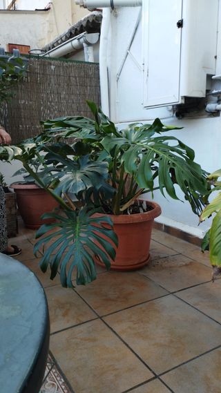Monstera Deliciosa Grande