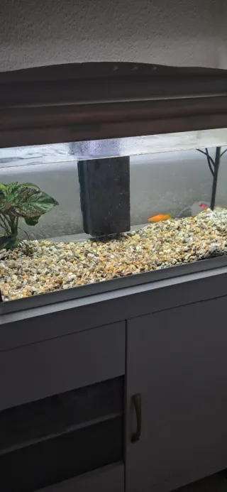 Acuario 55 litros, perfecto estado