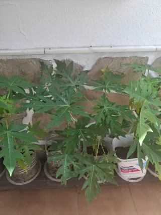 2 plantas de papaya