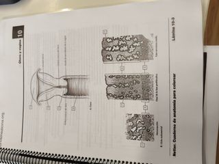 Netter. Cuaderno de anatomía para colorear: 2ª ...