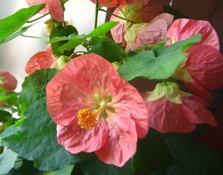 Abutilon hybridum mix – semi