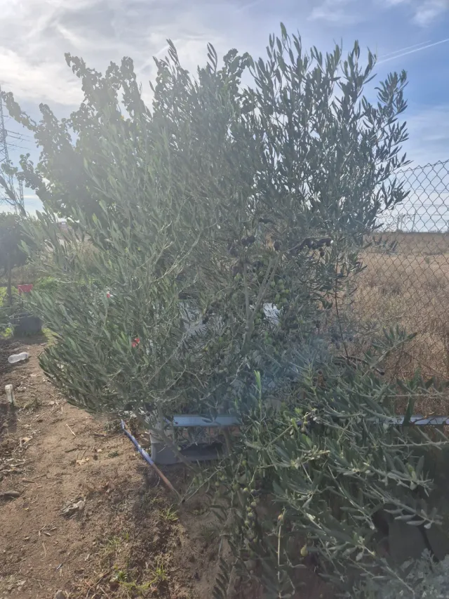 Se vende Parcela de tierra cultivable de 400 metro