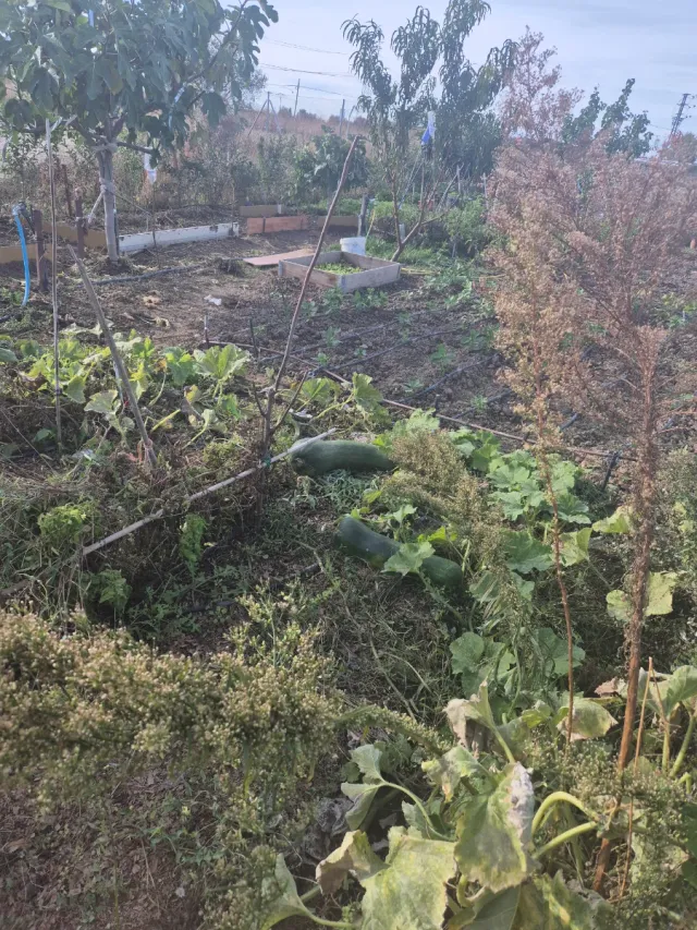 Se vende Parcela de tierra cultivable de 400 metro