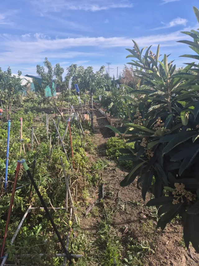 Se vende Parcela de tierra cultivable de 400 metro