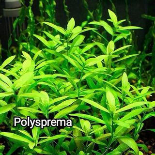 Lote de 15 plantas de acuario VARIADO INICIACION