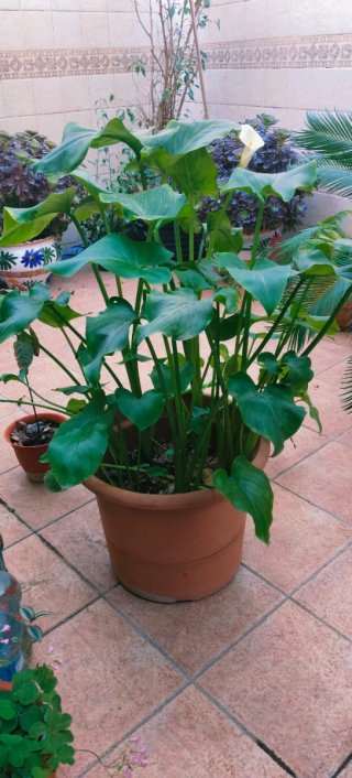 #OFERTA#GRAN PLANTA DE CALAS EN MACETA GRANDE.