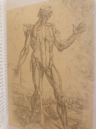 Libro Andrés Vesalio Iconografía anatómi
