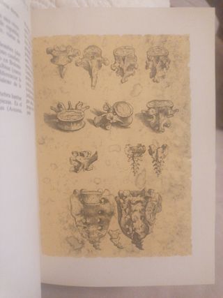 Libro Andrés Vesalio Iconografía anatómi