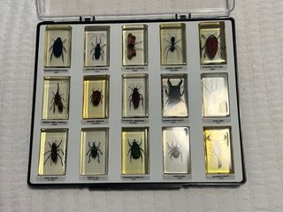 Colección Bichos National Geographic