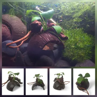 2x Elementos Naturais para Aquário – Casca de Coco