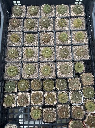 Obregonia denegrii cactus