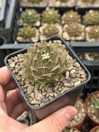 Obregonia denegrii cactus