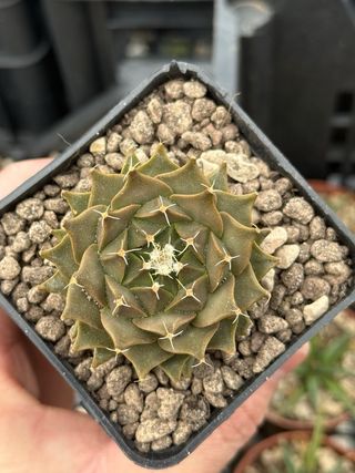 Obregonia denegrii cactus