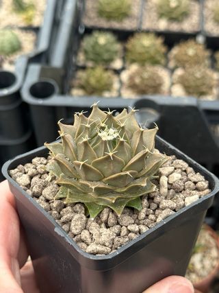 Obregonia denegrii cactus